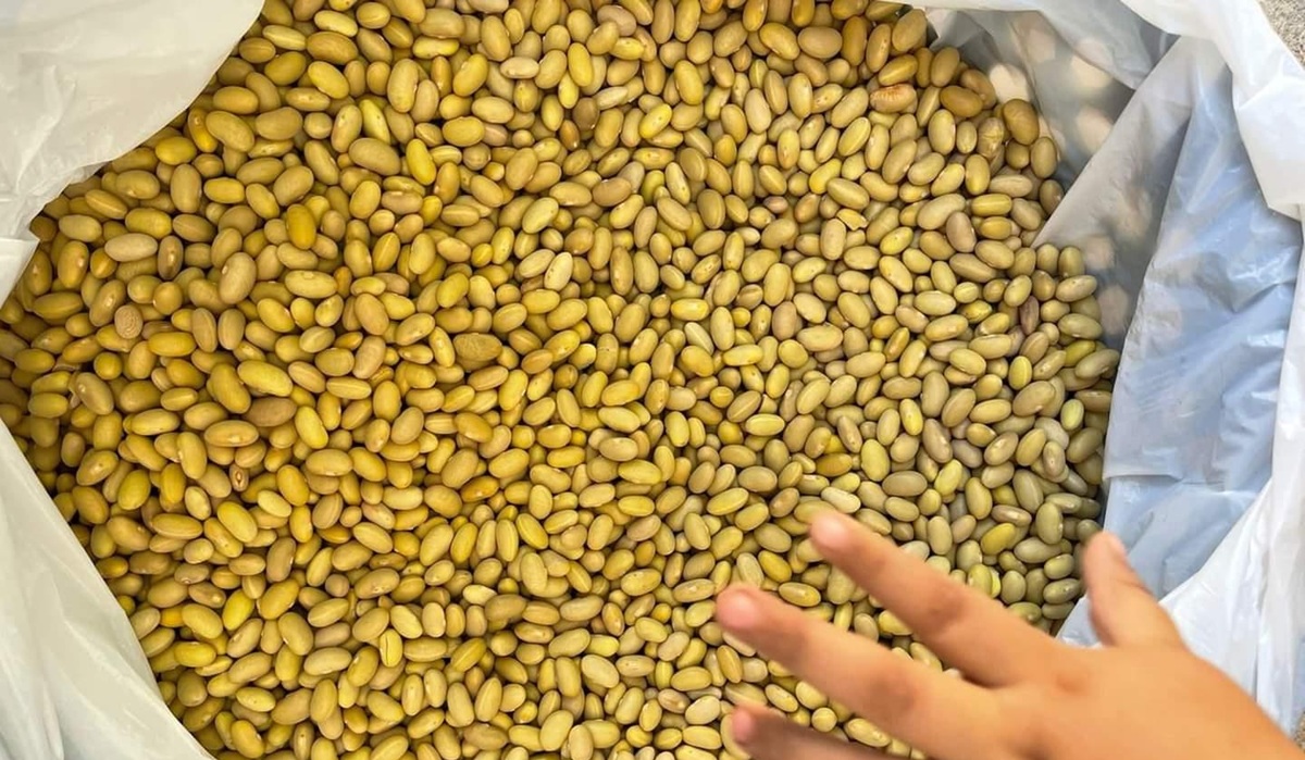 “Con menor rendimiento de frijol, ya estamos en riesgo de no cubrir los costos a pesar del buen precio”: AARFS
