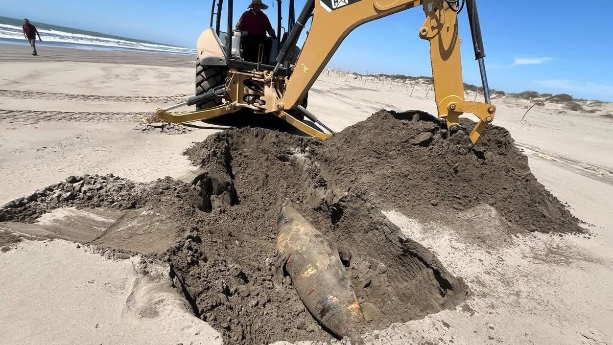 Localizan delfín en descomposición en las playas de Bellavista, Guasave