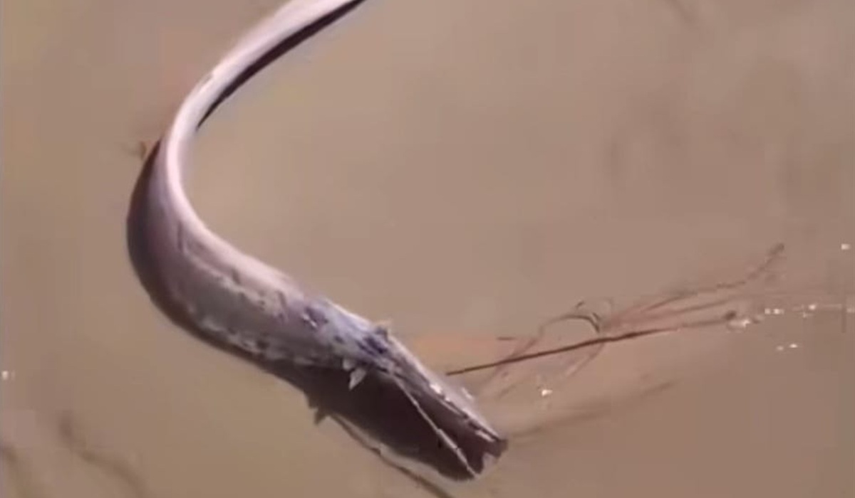 ¿Un presagio? Encuentran pez remo en la Isla de la Piedra, Mazatlán 