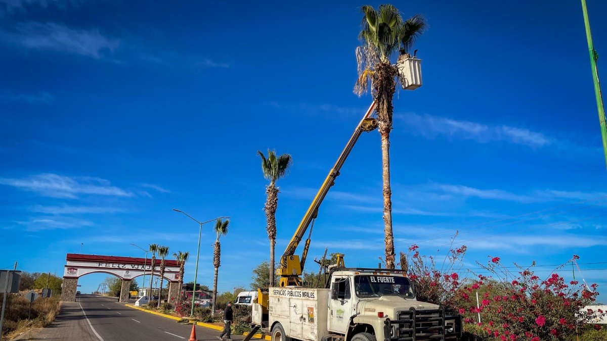 Dan manita de gato al acceso del Pueblo Mágico de El Fuerte; podan palmas, reforestan y limpian