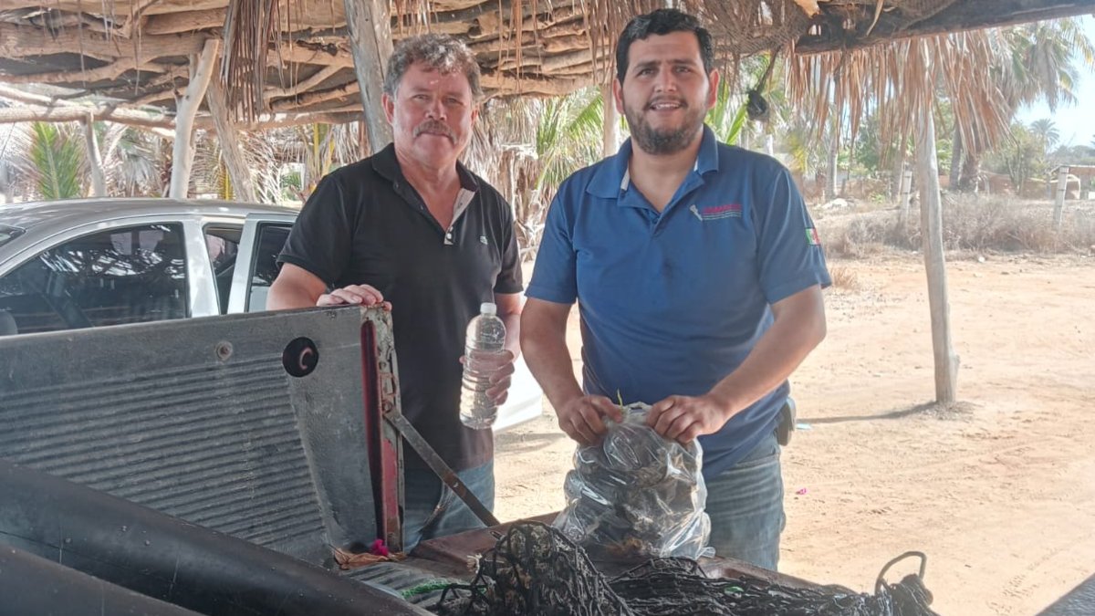 Gana desesperación a ostioneros de Celestino Gasca en Elota; suman 12 días paralizados en labores
