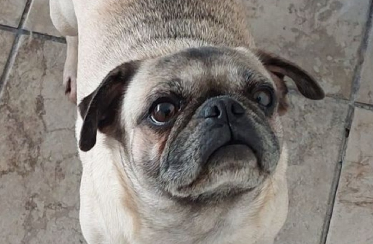 ¿La has visto? Perrita Pug está perdida, su familia la busca en Mazatlán