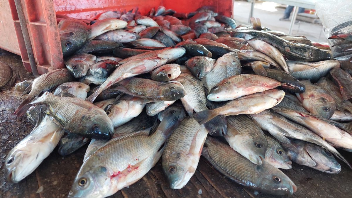 Pescadores de la presa Eustaquio Buelna, registran baja producción tras reapertura de la pesca