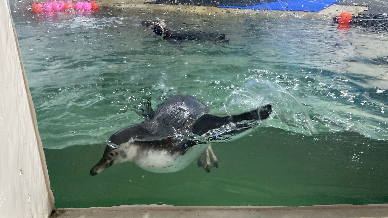 ¿Cómo quieres que se llame? Bebé de pingüino Huboldt nacido en Mazatlán es hembra: Gran Acuario