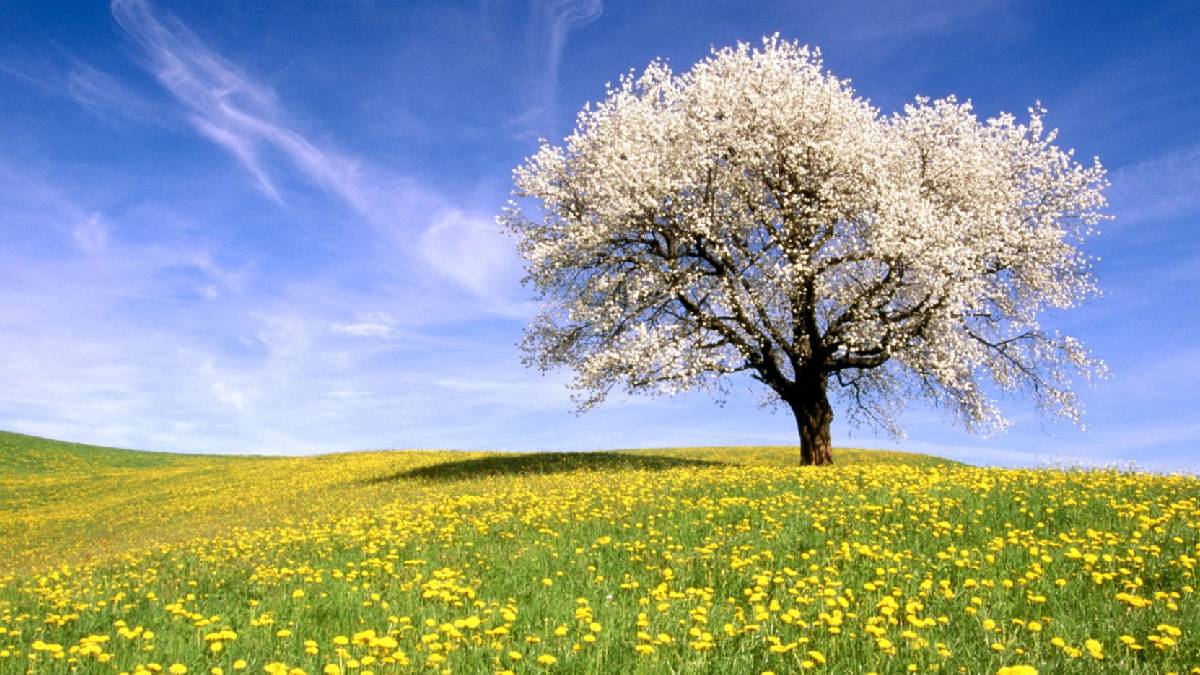 ¡Llegó la Primavera! A las 03:01 de la madrugada ocurrió el Equinoccio en el hemisferio norte