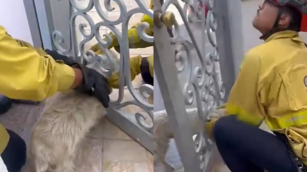 ¡Heroico rescate perruno en Mazatlán! Peludito había quedado atorado en barandal de un domicilio