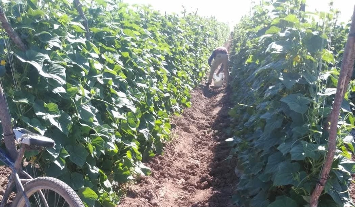 Productores de Sinaloa ven lejos “entrarle” a los cultivos alternativos, porque muchos salen más caros