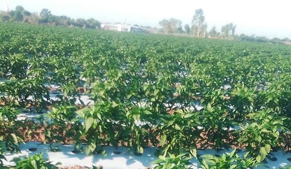 Agricultores en Escuinapa enfrentan una situación compleja ante el mercado de EU