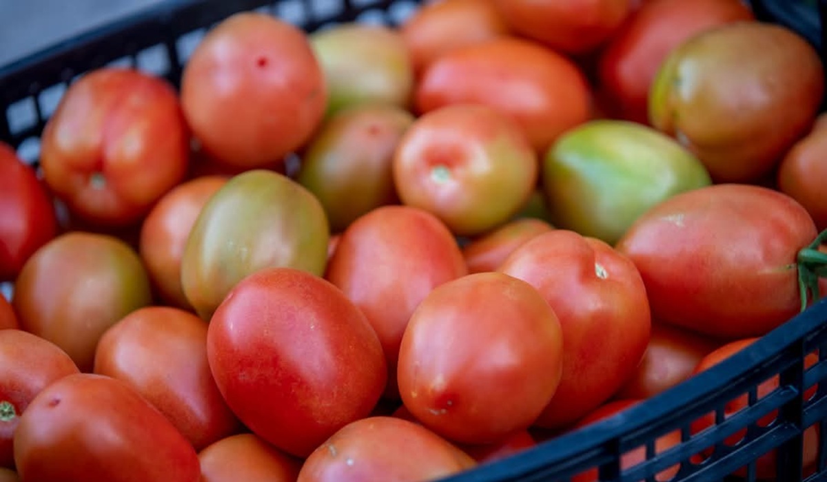 Aplicación de aranceles a tomate mexicano impactará a productores y trabajadores del campo: COUC
