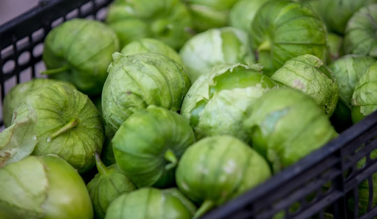 Ganan agricultores de Escuinapa; hay poca producción de tomatillo, pero con buen precio