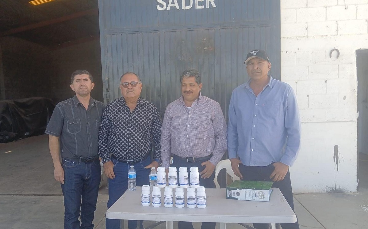 Fluyen los apoyos a trigueros de El Carrizo para cuidar sus plantas de la roya lineal; buscan cubrir 5 mil hectáreas