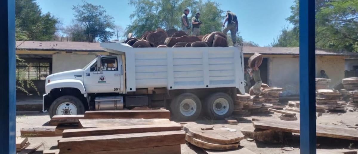 Aseguran más de 250 m³ de madera de huanacaxtle durante operativo conjunto en Mazatlán