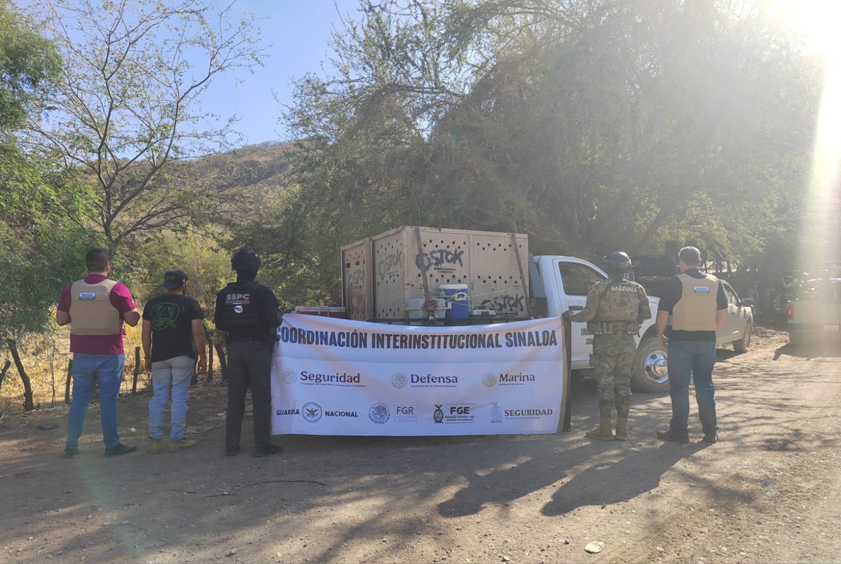 También carros y explosivos, aseguraron en cateos donde decomisaron dos tigres en el municipio de Sinaloa