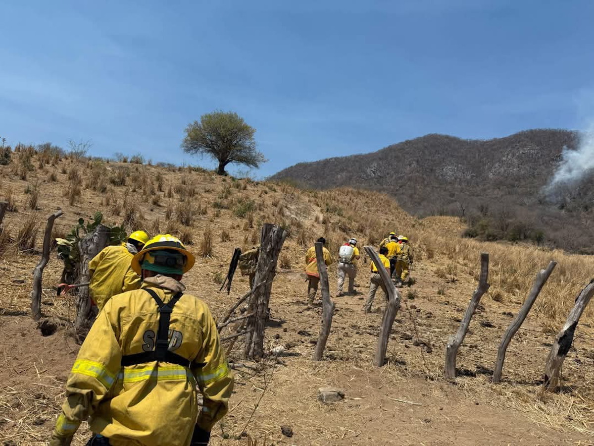 Se logra controlar incendio en la sierra de La Noria, hay un bombero lesionado: Protección Civil Mazatlán
