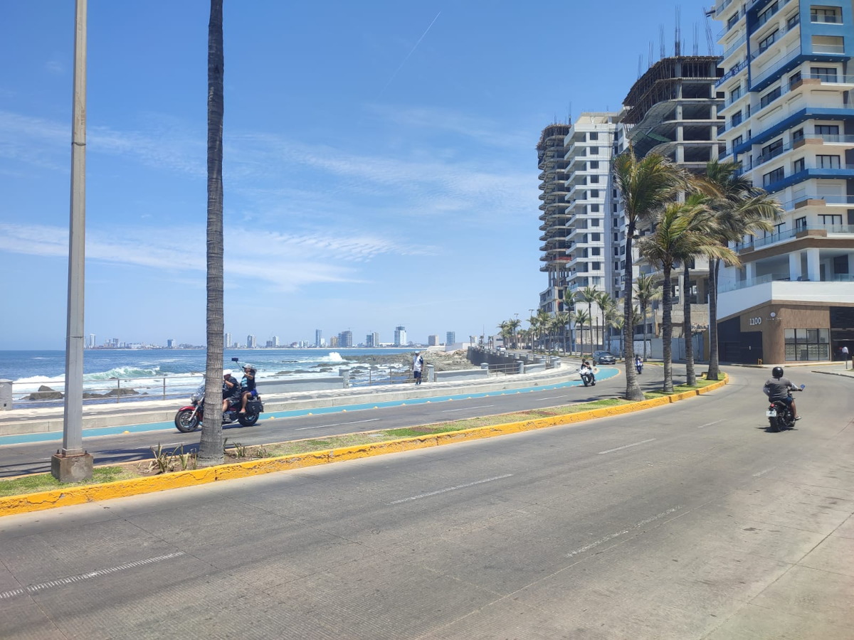 ‘Era irreversible’, puntualiza Ecología sobre el daño y riesgo de palmeras taladas en Mazatlán