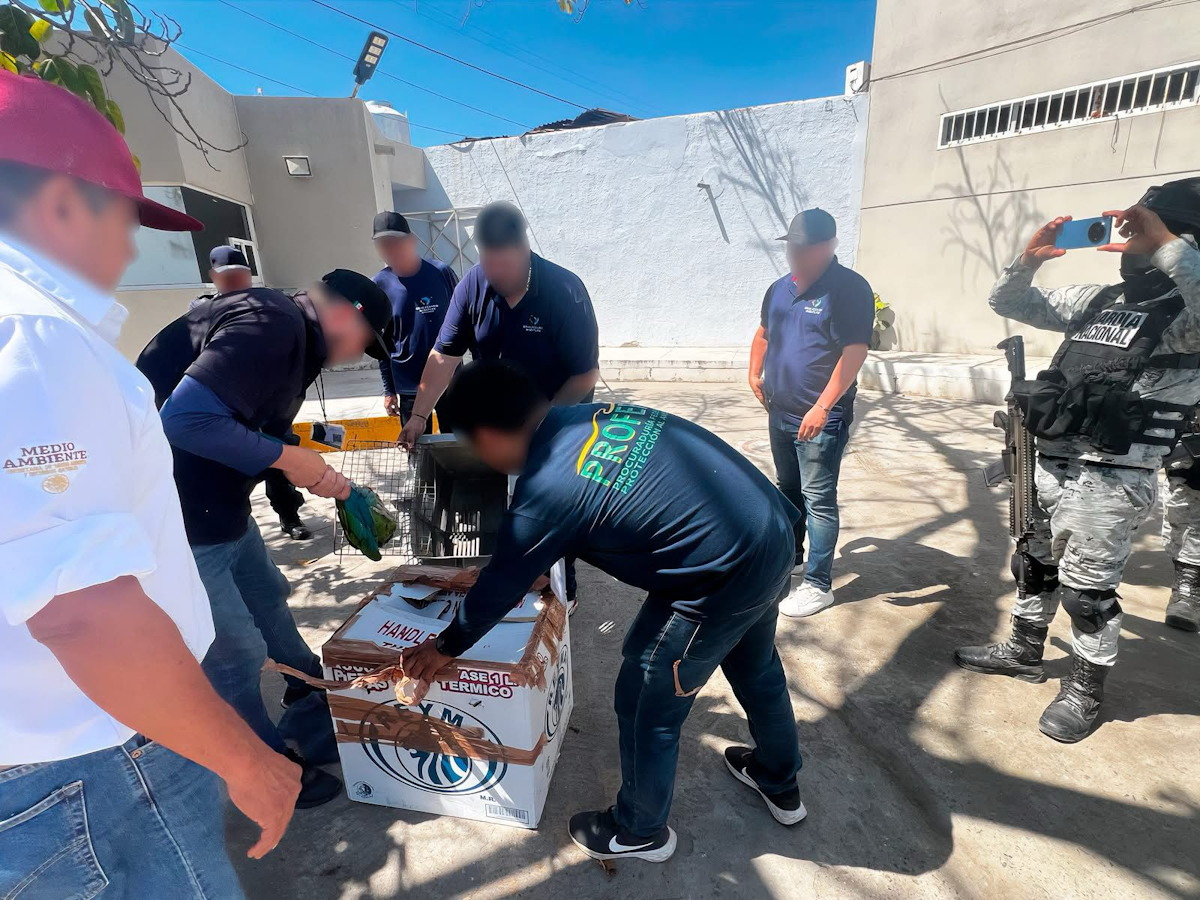 Rescatan cuatro guacamayas verdes en Mazatlán; es especie en peligro de extinción