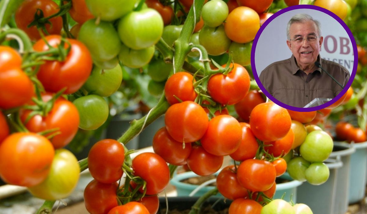 Arancel al tomate no afectaría a la actual temporada: Rocha; se busca frenarlo