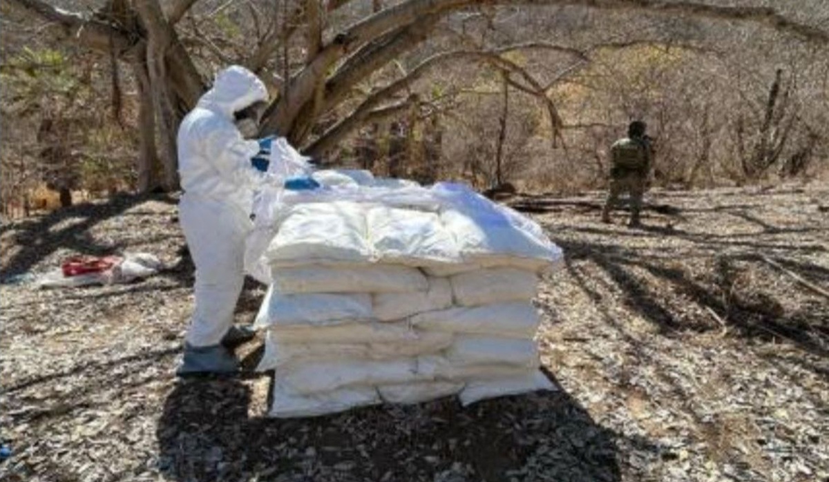 Aseguran laboratorios y plantíos de marihuana en Culiacán, Choix y El Fuerte