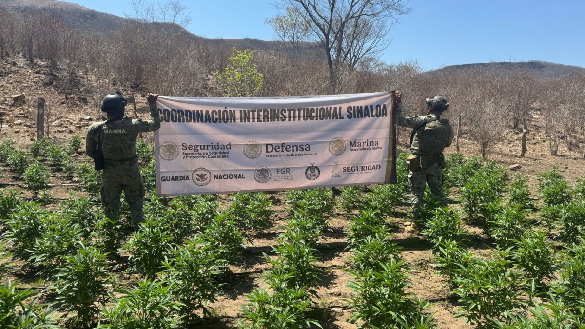 Autoridades destruyen plantío de mariguana en Cosalá