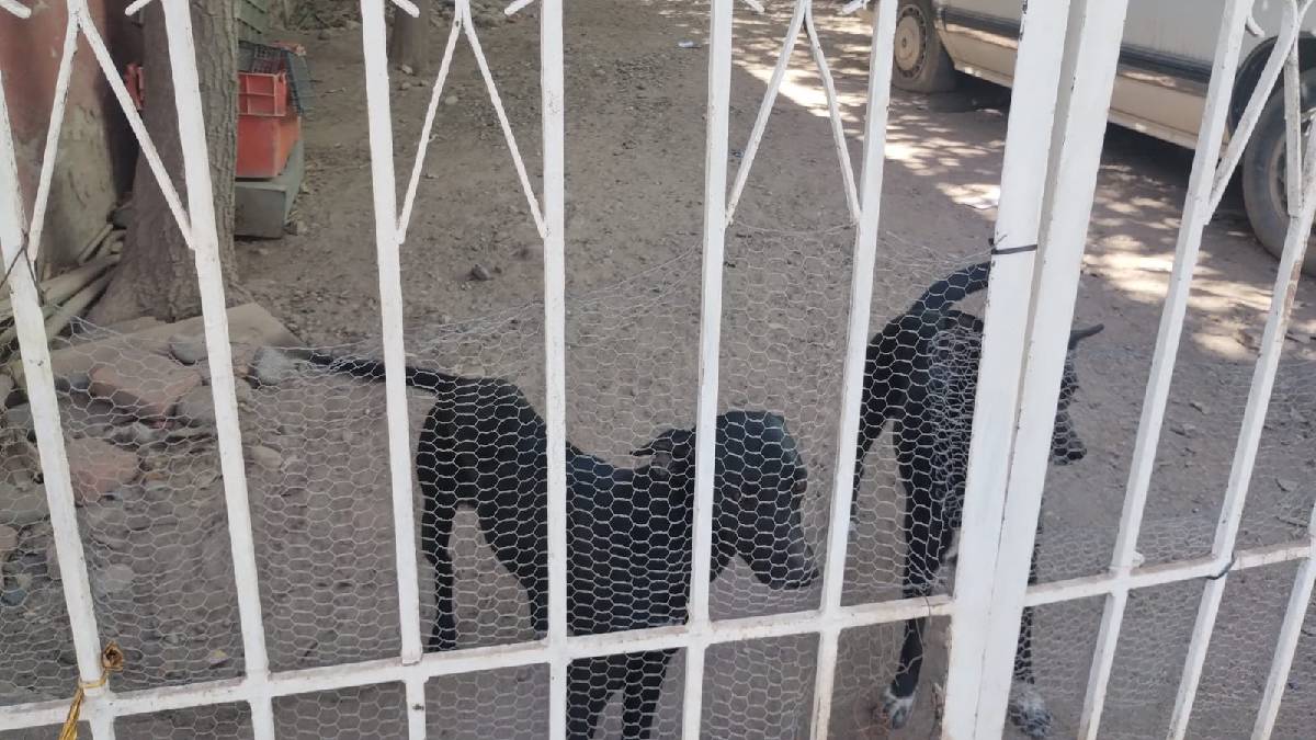 Por hambre y abandono cachorros se comen a perro muerto, en Guasave