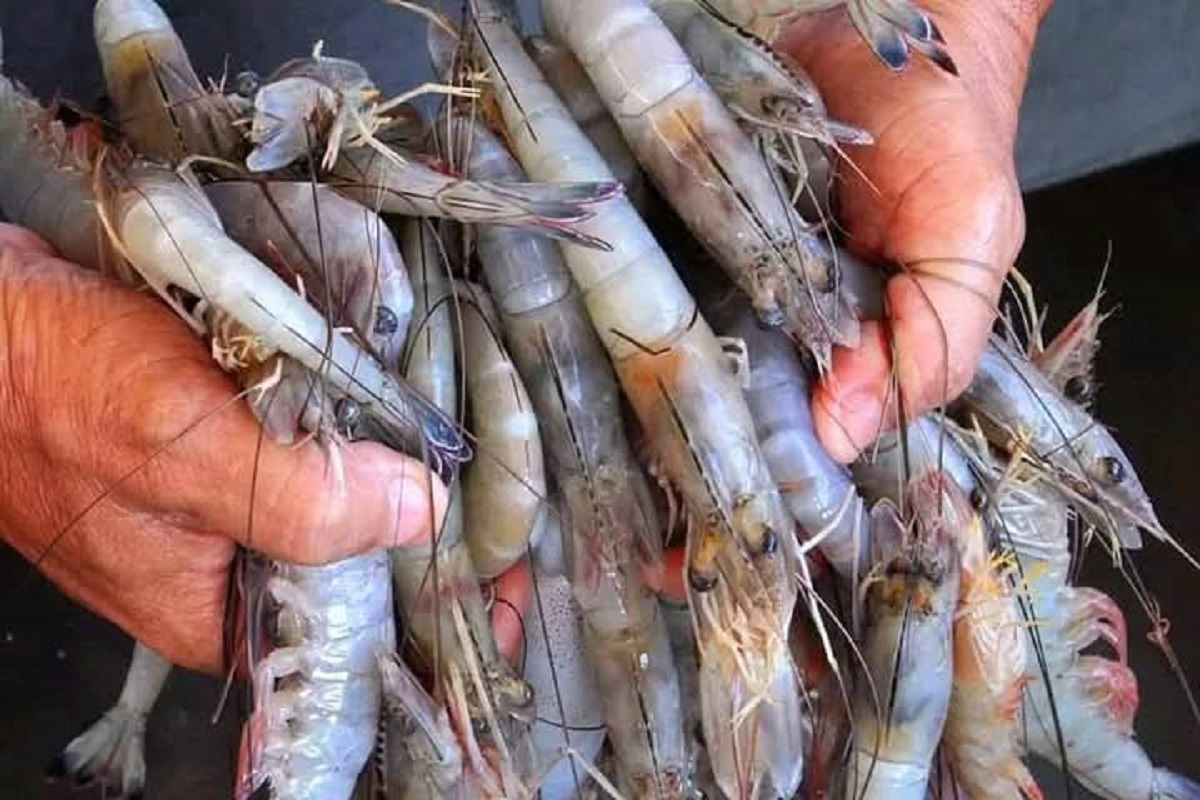 Pescadores ribereños en Topolobampo registran capturas hasta de 120 kilos de camarón; confían así se mantengan