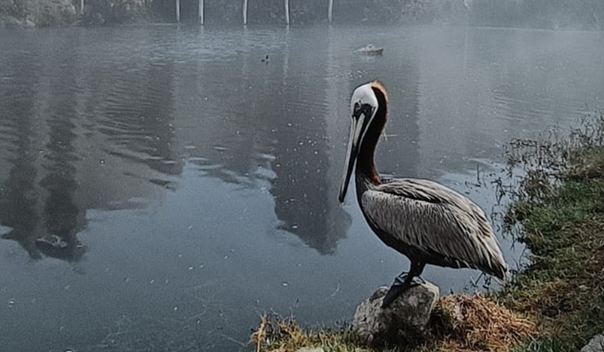 Casa Guacamaya del Gran Acuario Mazatlán: Refugio de más de 50 aves rescatadas del tráfico ilegal