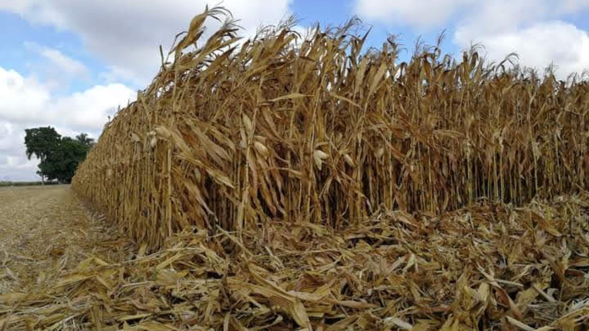 Gestiona la AARSP mejor precio para el maíz; hay baja producción