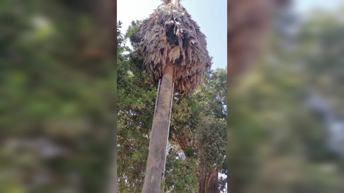 Hombre queda atrapado arriba de una palmera, a casi 9 metros de altura en el ejido La Florida, Ahome