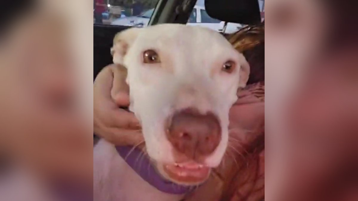 Huesitos pesaba menos de 9 kilos; hoy, ya recuperada, tiene un hogar en Guasave