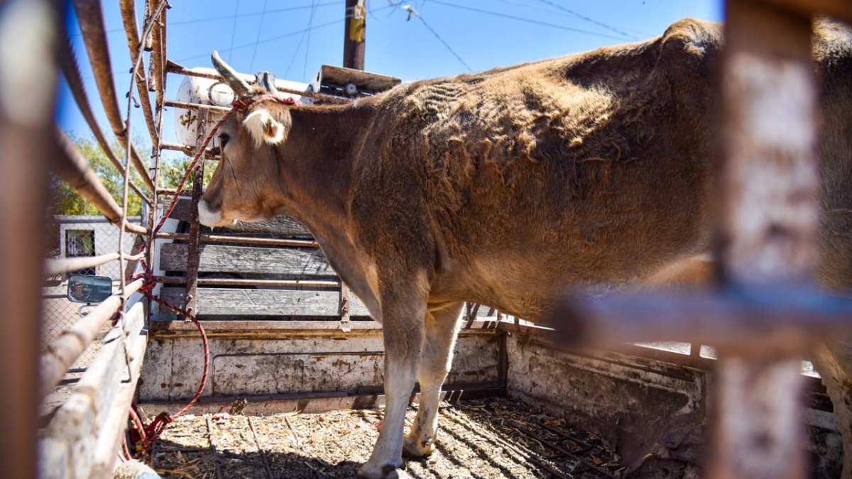 Ganaderos de Mazatlán luchan porque queseros paguen a 11 pesos el litro de leche; están en estira y afloja