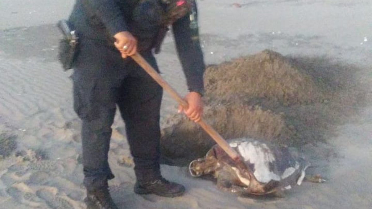 Localizan tortuga sin vida a la orilla de playa Las Glorias