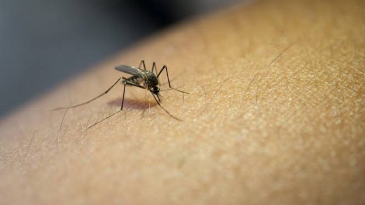 Alarmante repunte de dengue en la región del Évora, sector Salud reporta 18 casos positivos