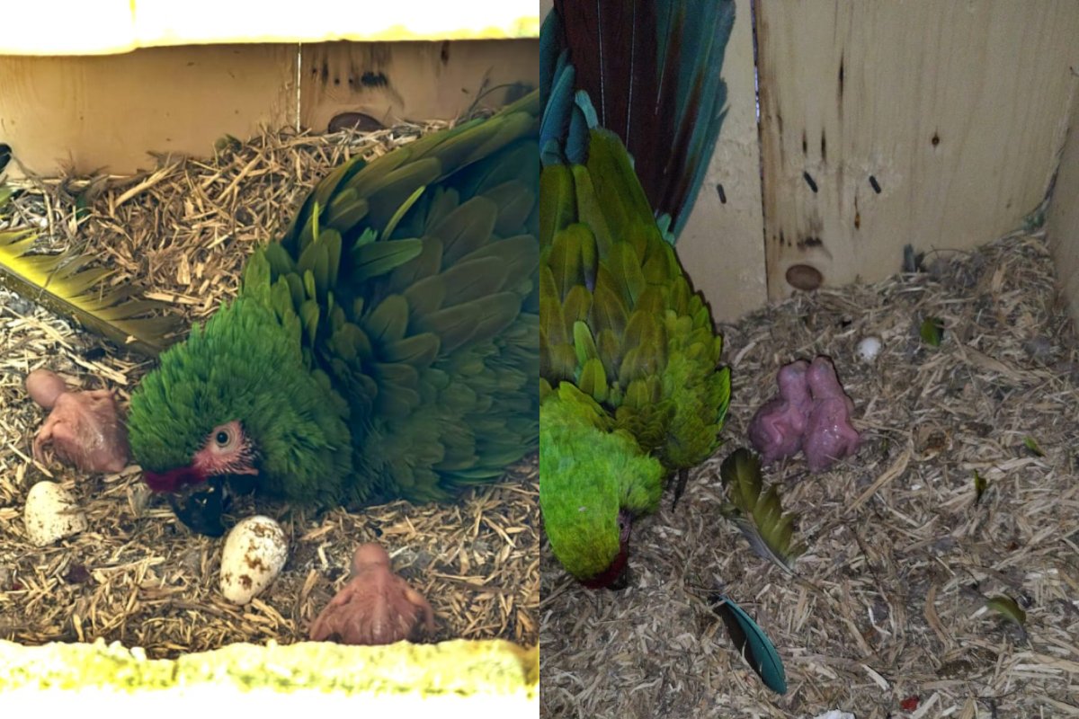Nacen dos ejemplares de guacamaya verde en el Gran Acuario Mazatlán como resultado de su programa de reproducción