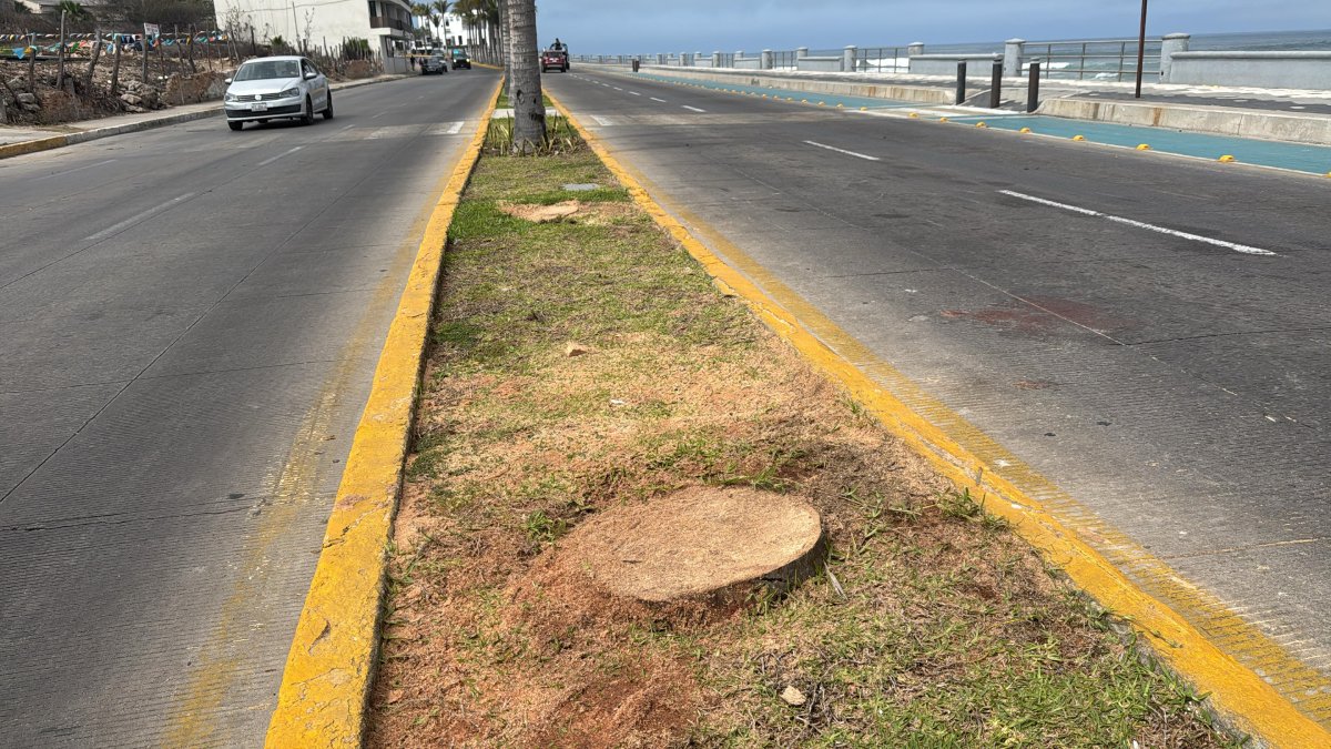‘Es muy penoso, son ocurrencias’, reclama regidora de Mazatlán ante tala de palmeras