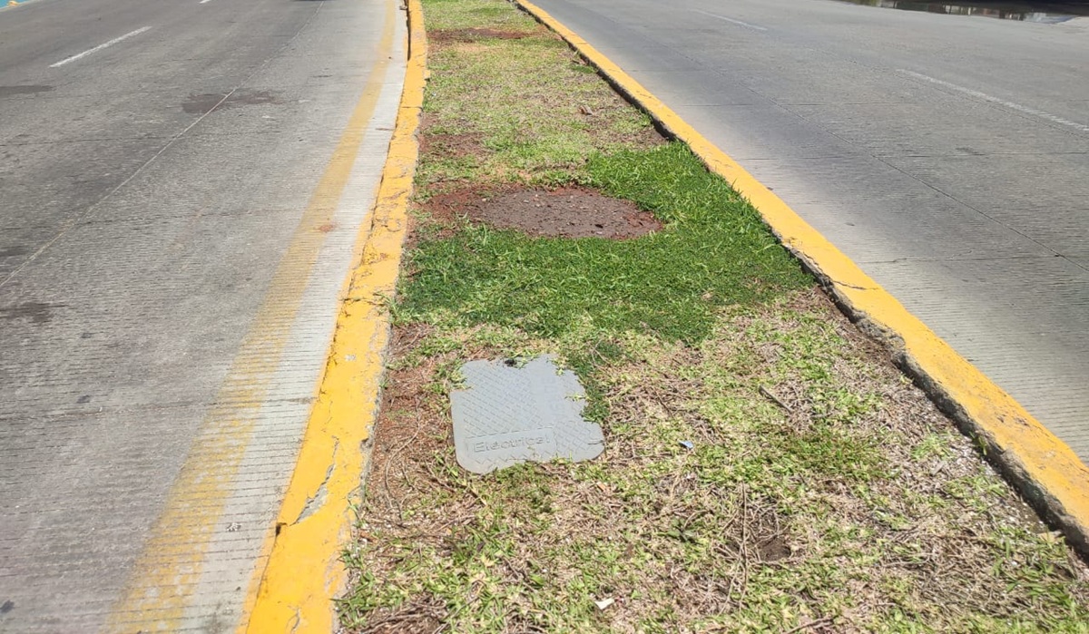 Afirma Servicios Públicos de Mazatlán que palmeras retiradas ya estaban dañadas