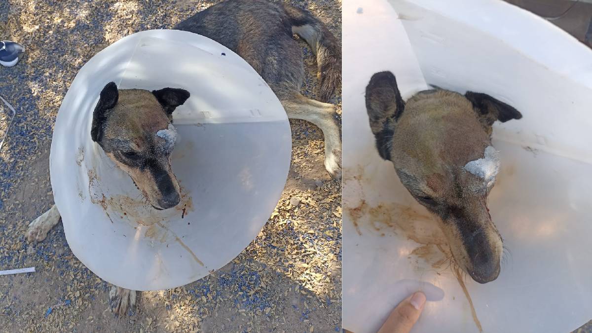 Hasta cuatro años de prisión le podrían dar a quien agreda a un animal; caso Vallejo estaría en revisión: Vicefiscal