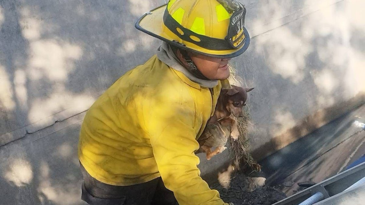 Rescatan a perrito travieso que cayó a un canal en el Infonavit Jabalíes, en Mazatlán
