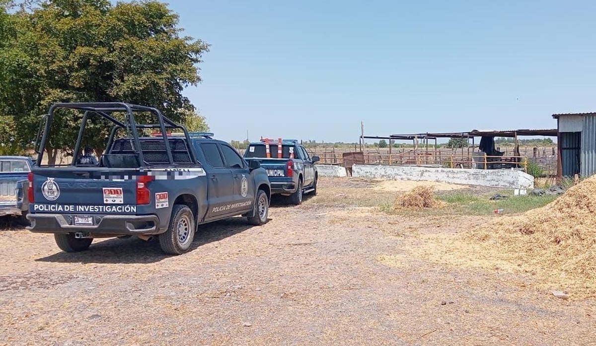 Ataque de perros a corral deja 49 borregos sin vida y 17 más heridos, en Guasave