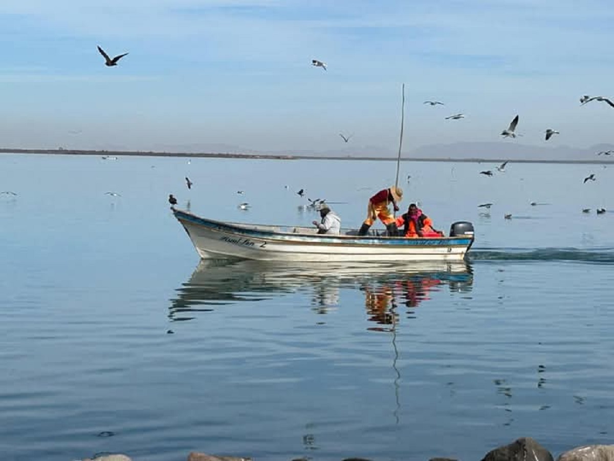Pescadores piden que veda de camarón se establezca de acuerdo a las necesidades de cada estado: SPyA