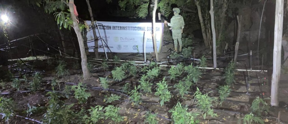 Detectan y eliminan plantío de mariguana de mil 500 metros cuadrados en Elota