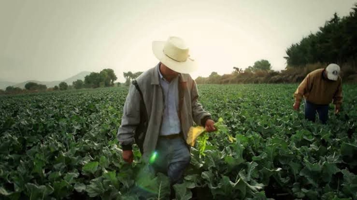 Presentan ‘Cosechando Soberanía’, créditos con bajos intereses para pequeños y medianos productores