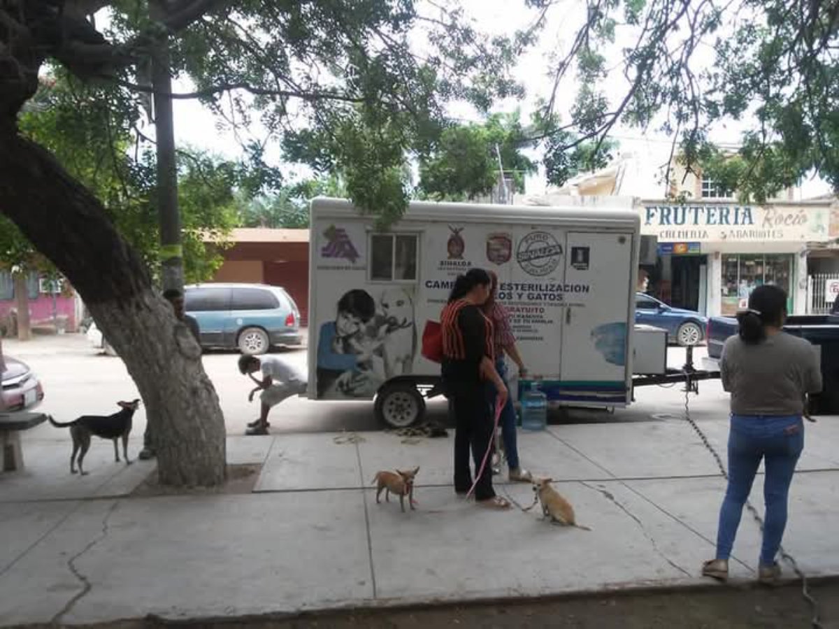 Ya llegó el calor; aguas con la rickettsia, veterinarios llaman a combatirla