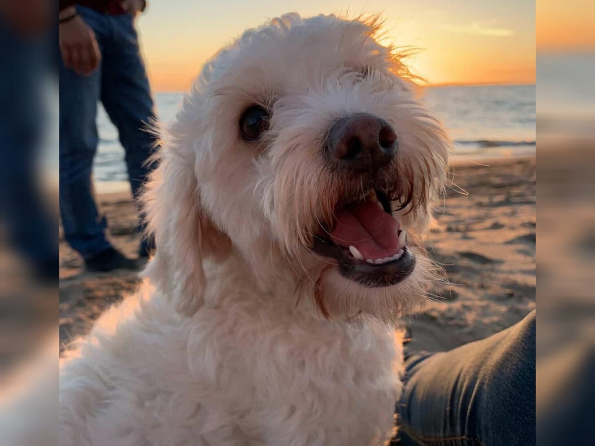 ¡Se busca! La perrita ‘Laila’ se extravió en Los Mochis