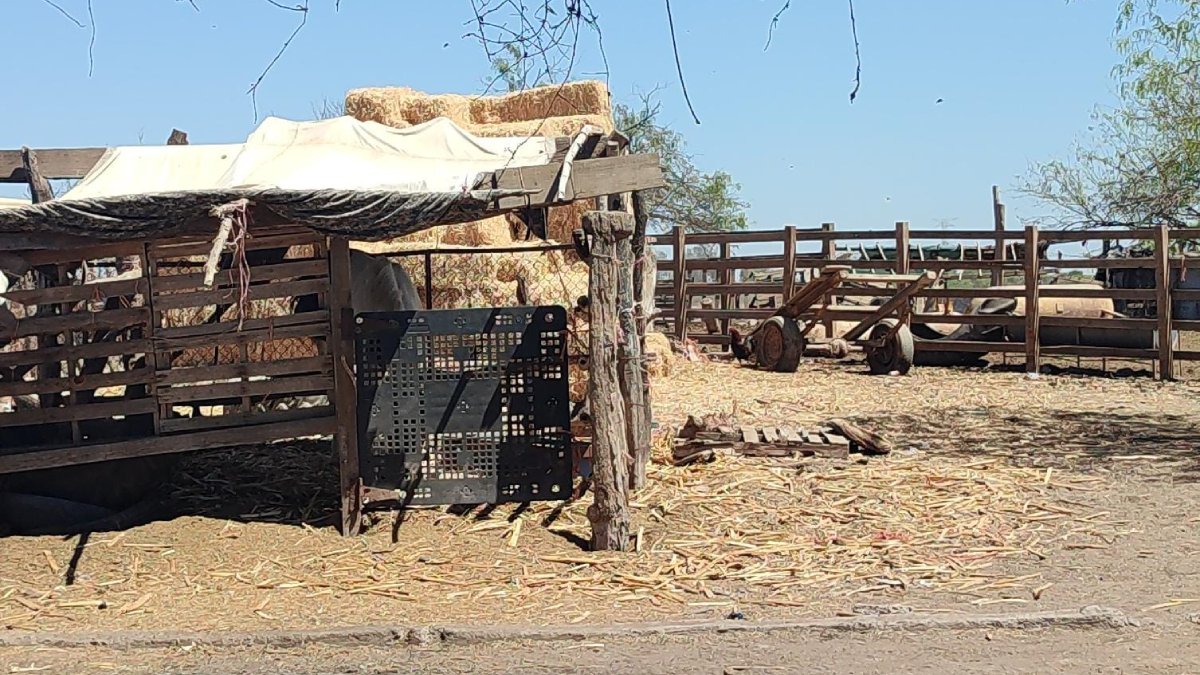 Ganaderos de concordia están agobiados por la falta de agua y alimentos