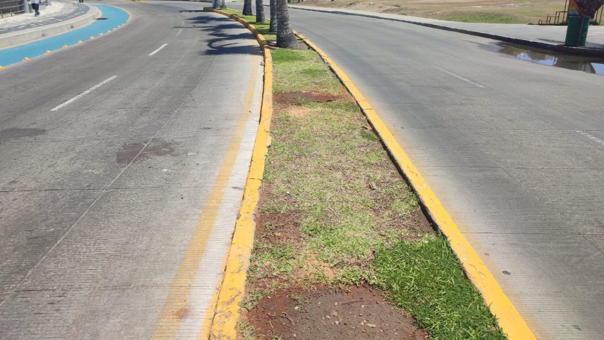 Mazatlán padece de una ‘ignorancia terrible’ al talar palmeras: Sergio Valle