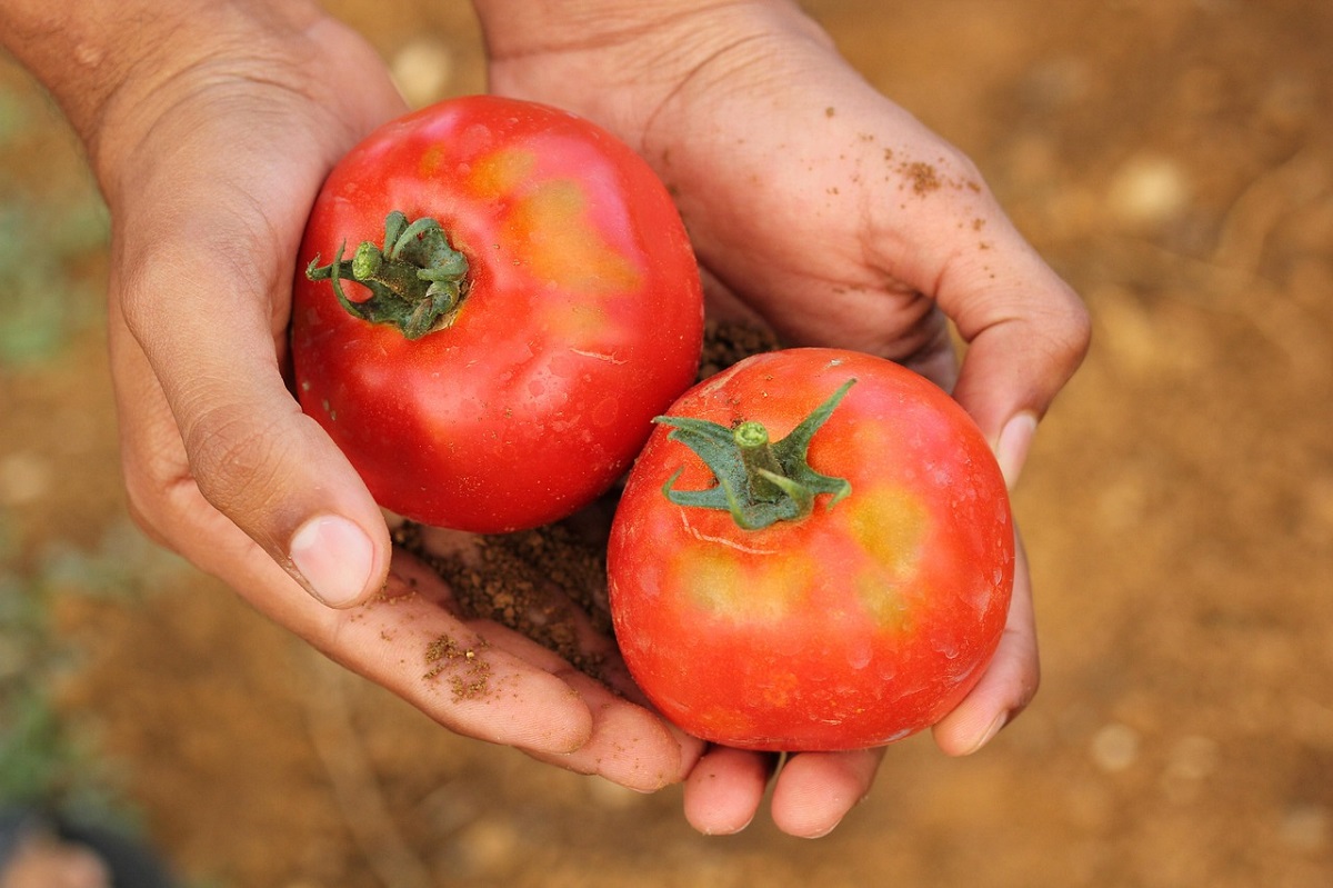 ‘Una postura justa y razonable’; piden agricultores a EU para mesa de diálogo sobre imposición de aranceles al tomate 
