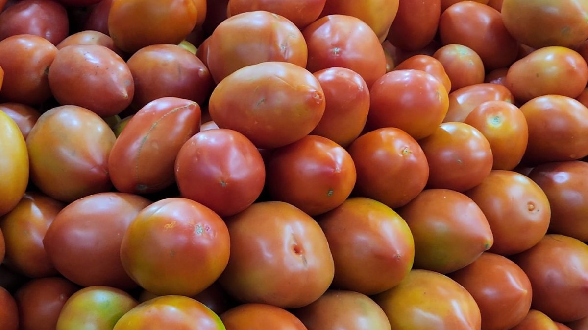 De manera unilateral Estados Unidos aplica arancel a exportaciones de tomate por primera vez en 28 años: Caades