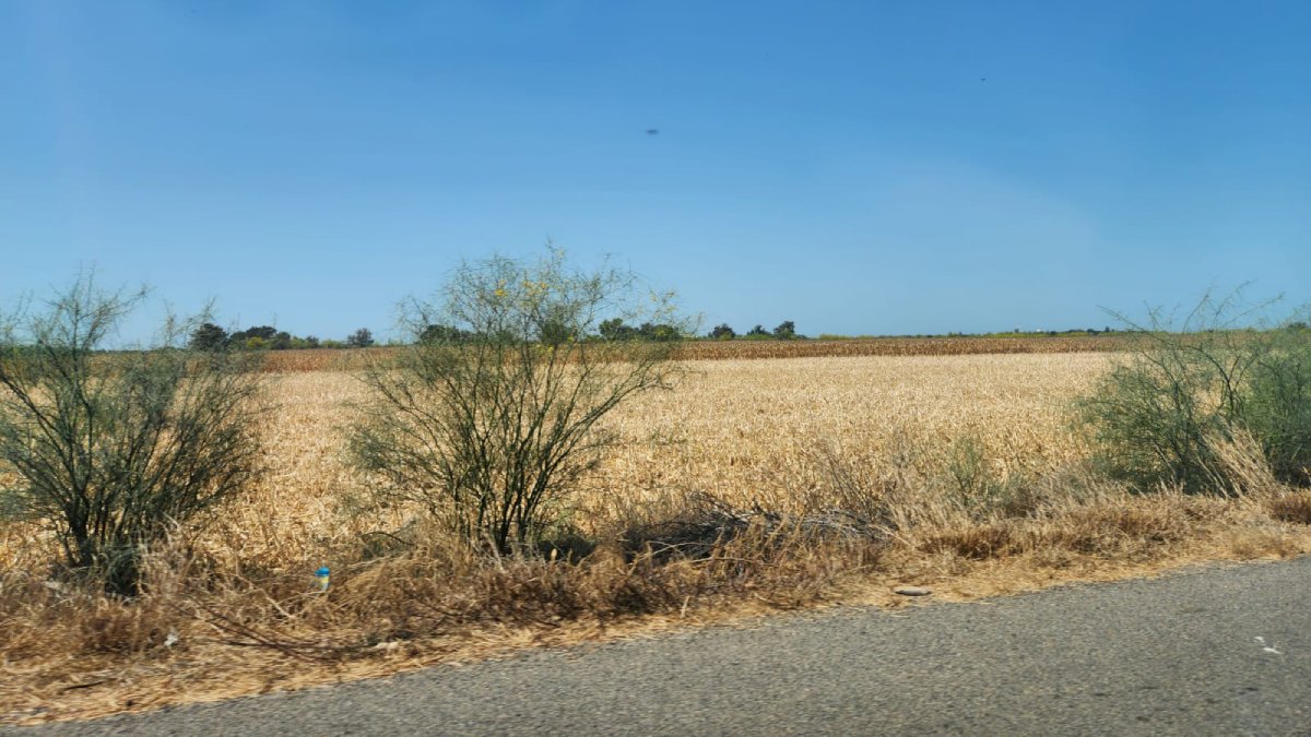 Con buena expectativa de precios inician las trillas de maíz en Guasave: AARSP