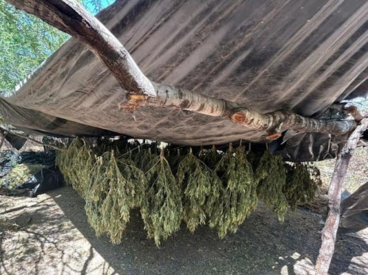 Aseguran plantío y secadero de marihuana en las comunidades de El Dique y Calomato en Mocorito