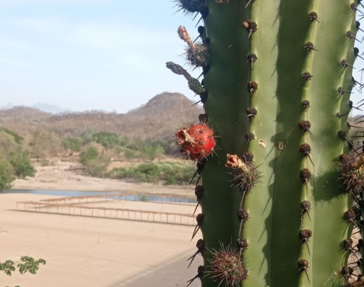 Con su color atrae, pero en el sabor conquista los paladares, surge corte de pitayas en San Ignacio